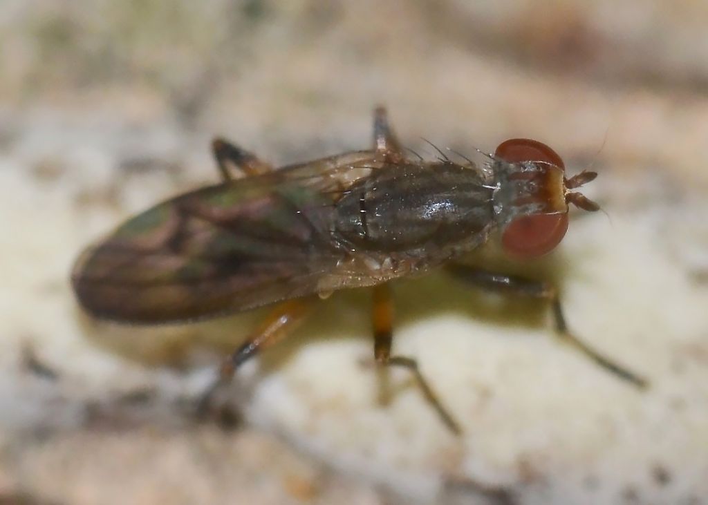 Pherbellia annulipes (Sciomyzidae)